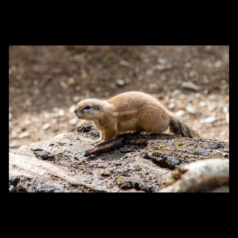 Spermophiles africains Borstenhörnchen Xerus