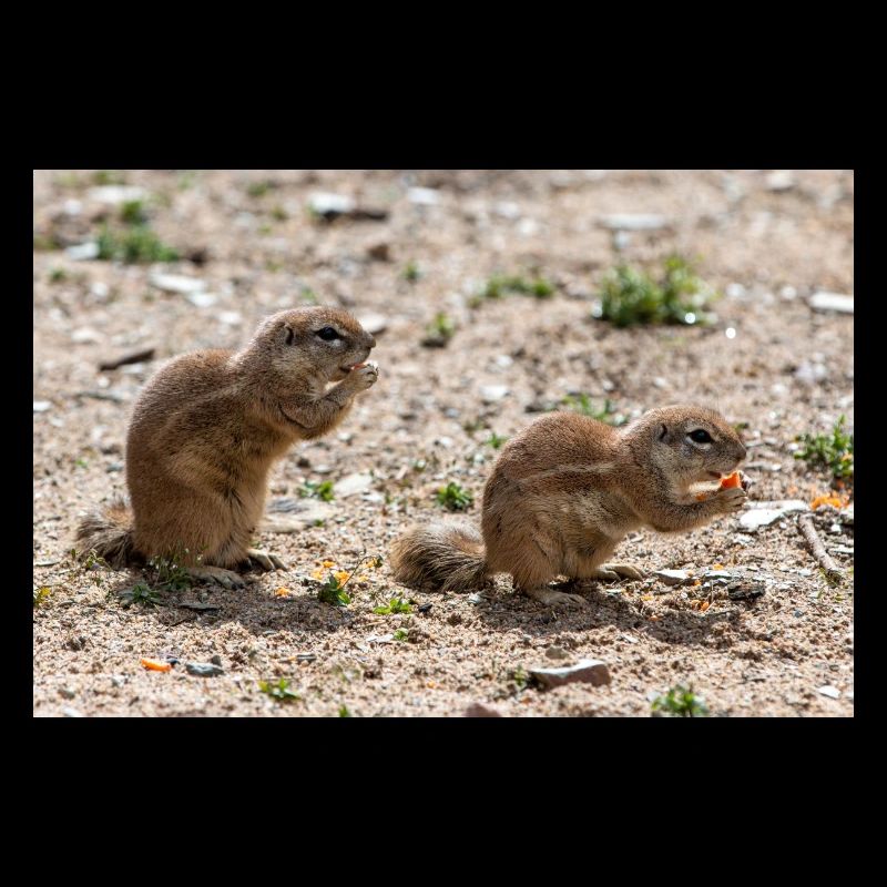 African ground squirrels Borstenhörnchen Xerus