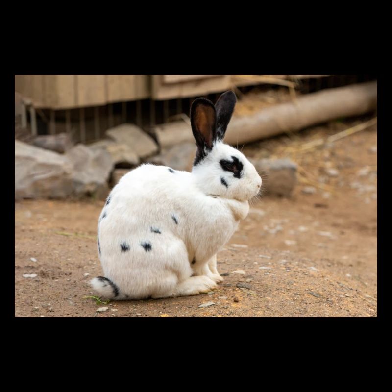Rabbit (in german Kaninchen)
