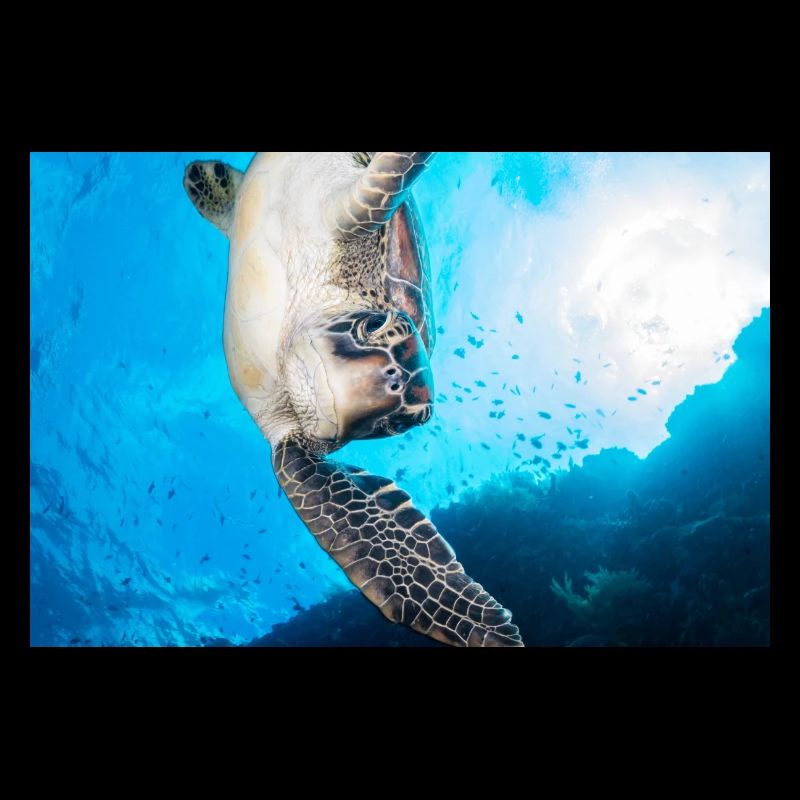 Turtle