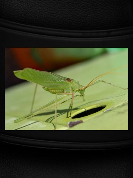 Krauss-Buschgrille Isophya kraussii