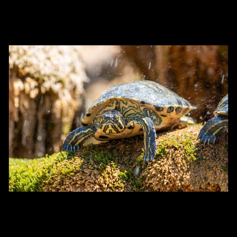 Gelbbauch-Slider Trachemys scripta scripta