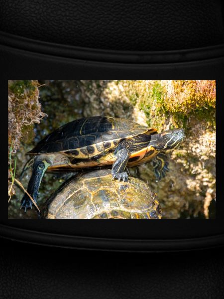 Trachemys scripta scripta scripta