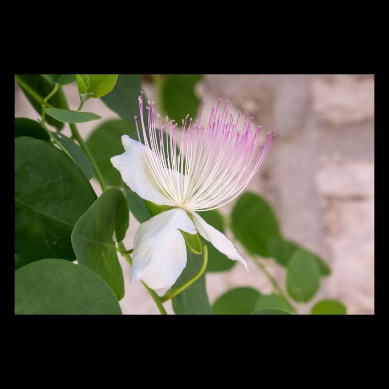 caper bush also Flinders rose Capparis spinosa