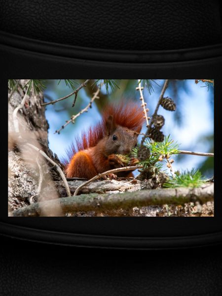 Eichhörnchen Sciurus