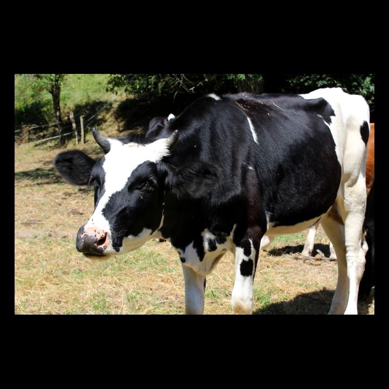 Affiche de vache