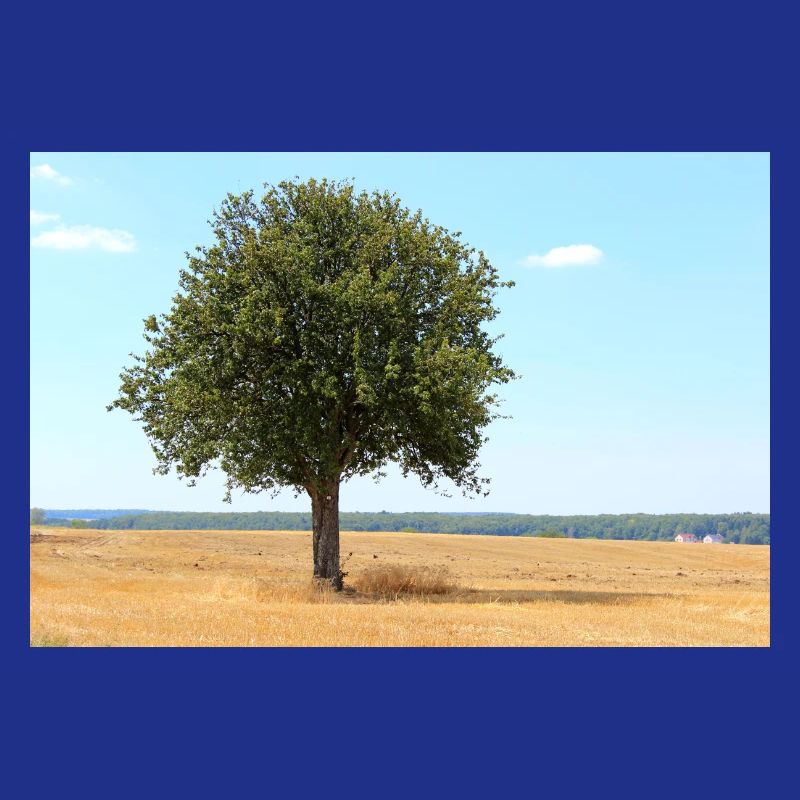 Tree, Environment, Nature