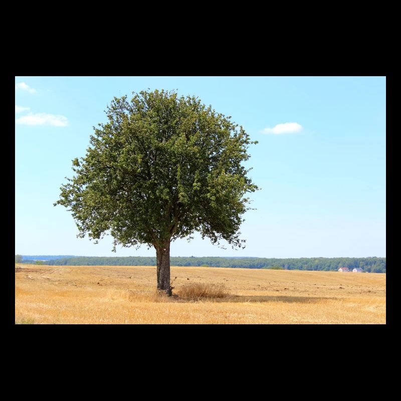 Tree, Environment, Nature