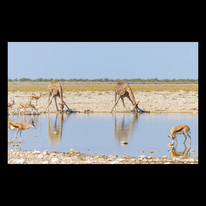 girafe et paysage dans un parc national d’Etosha