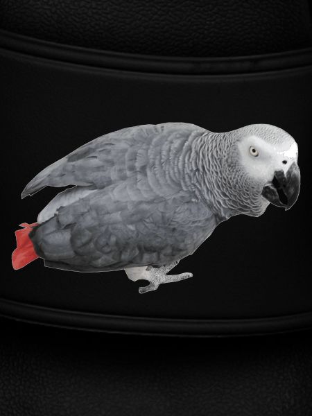 oiseau gris