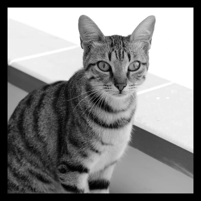 Portrait de fond de chat blanc-noir