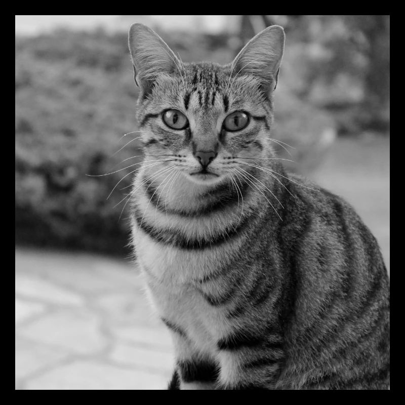 Portrait de fond de chat blanc-noir
