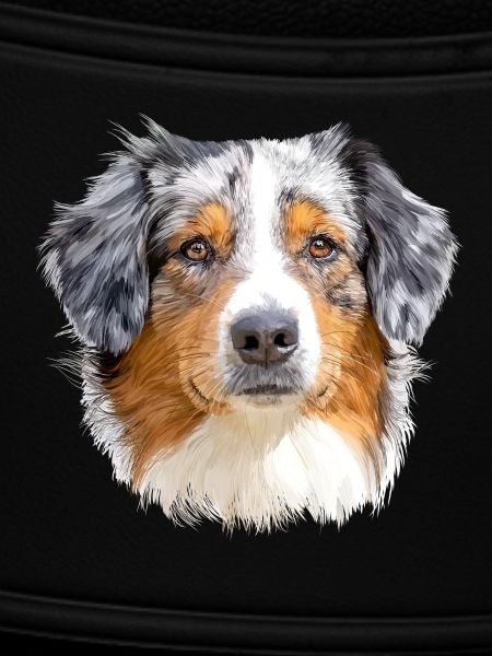 Australian Shepherd