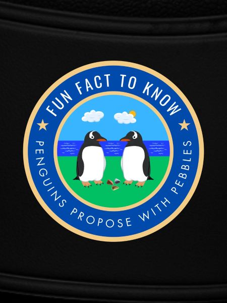 Penguins propose with pebbles