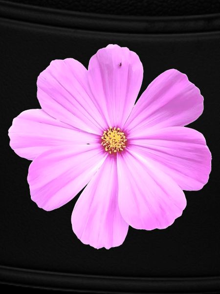 Blume