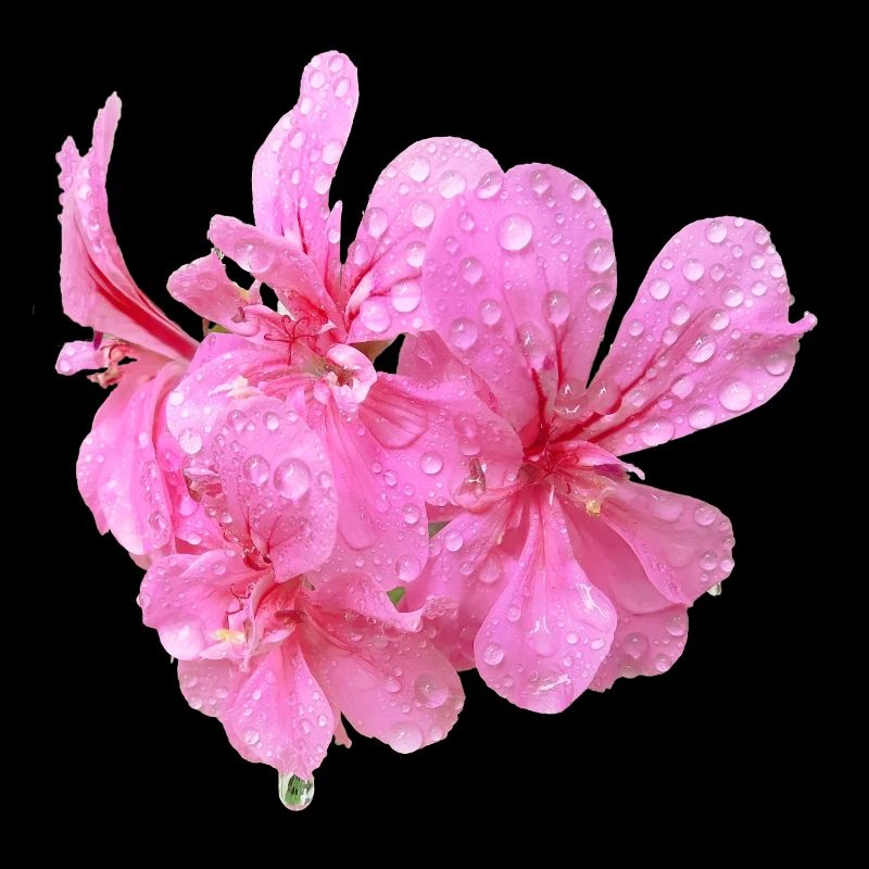 Vibrant_Pink_Geranium_Flowers