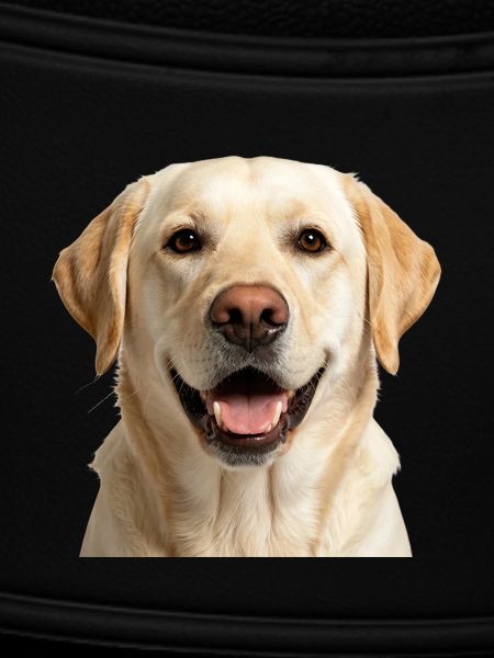 Glücklicher beige Labradorhund