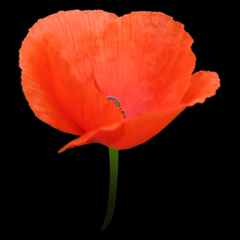 Mohnblume Klatschmohn rote Blume