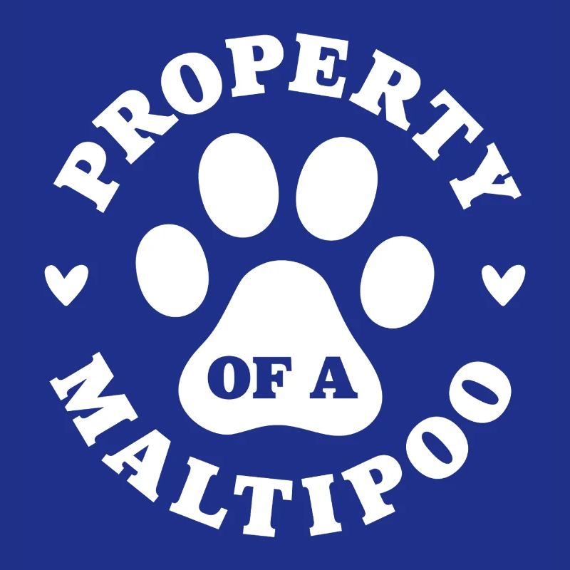 Eigentum eines Maltipoo