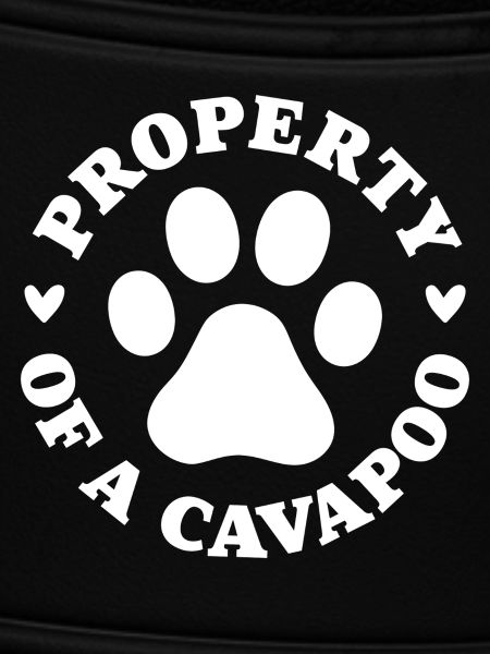 Eigentum eines Cavapoo