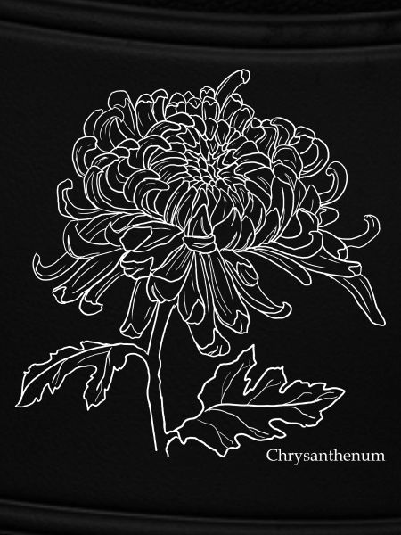 Chrysanthemum Line Drawing
