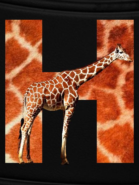giraffe h