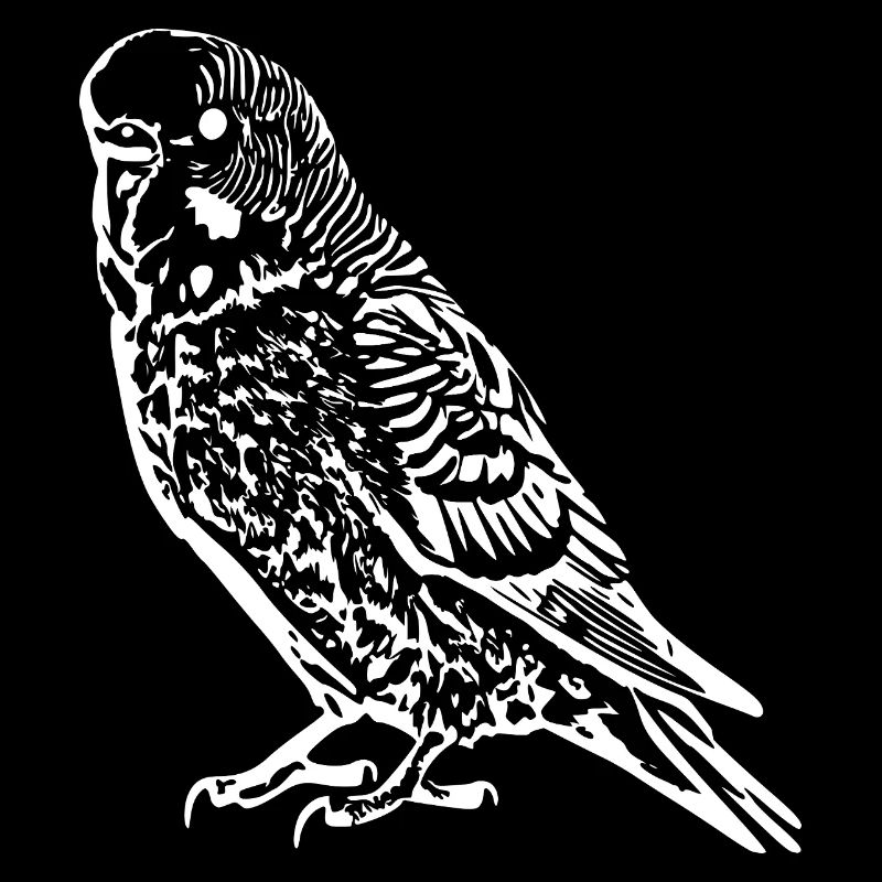 Budgie Bird white
