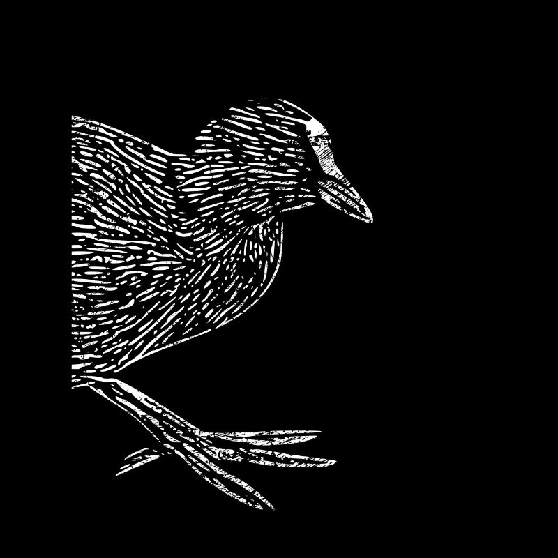 Wachtel Blässhuhn Wasservogel Hühnervogel Geschenk
