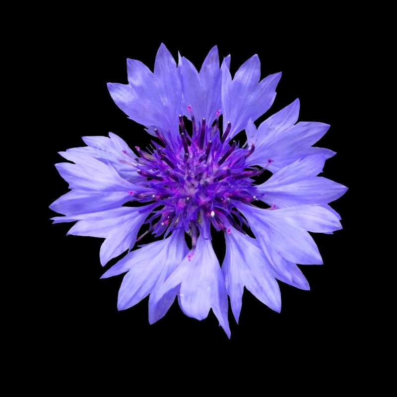 bleuet bleu, fleur, fleurs, fleurs, fleurs, jardin