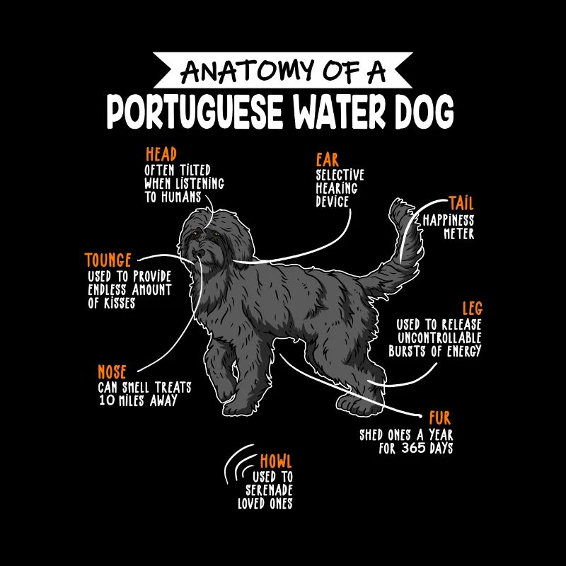 Anatomie du chien d’eau portugais