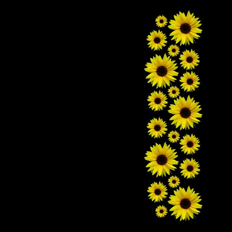 Sonnenblumen, Sonnenblume, Blumen, Blüten, floral