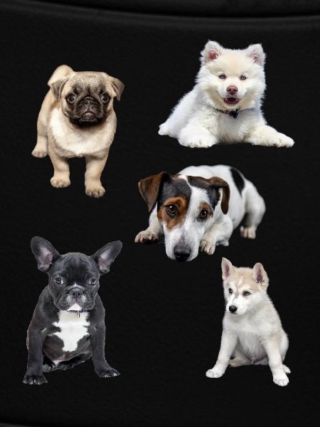 cute puppies