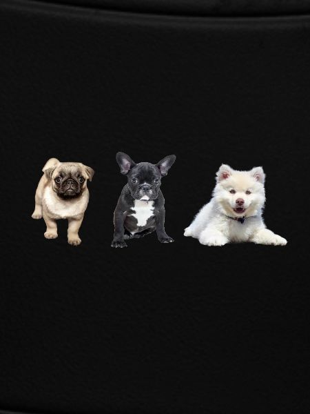 Mops Welpe