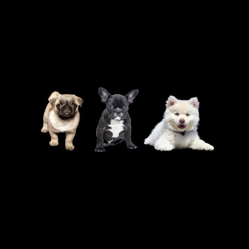 Mops Welpe