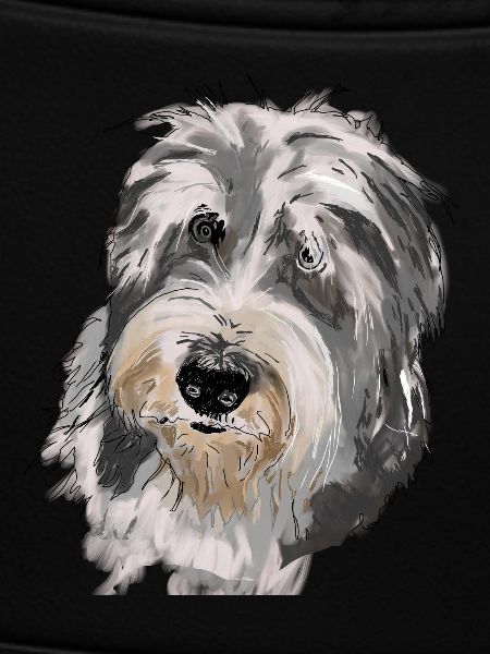Bearded Collie