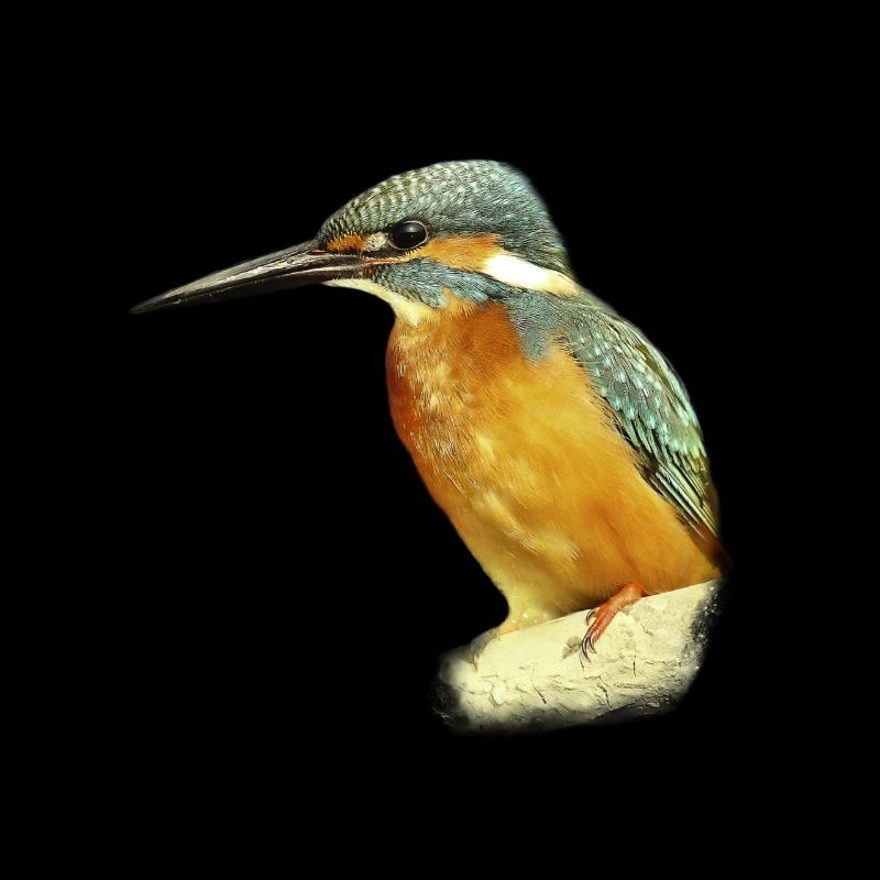 Cadeau d'illustration de conception de Kingfisher