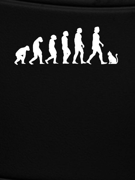 Cats Evolution