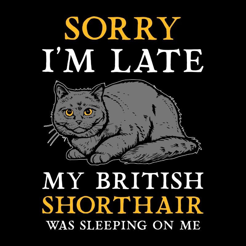 Chat British Shorthair BKH