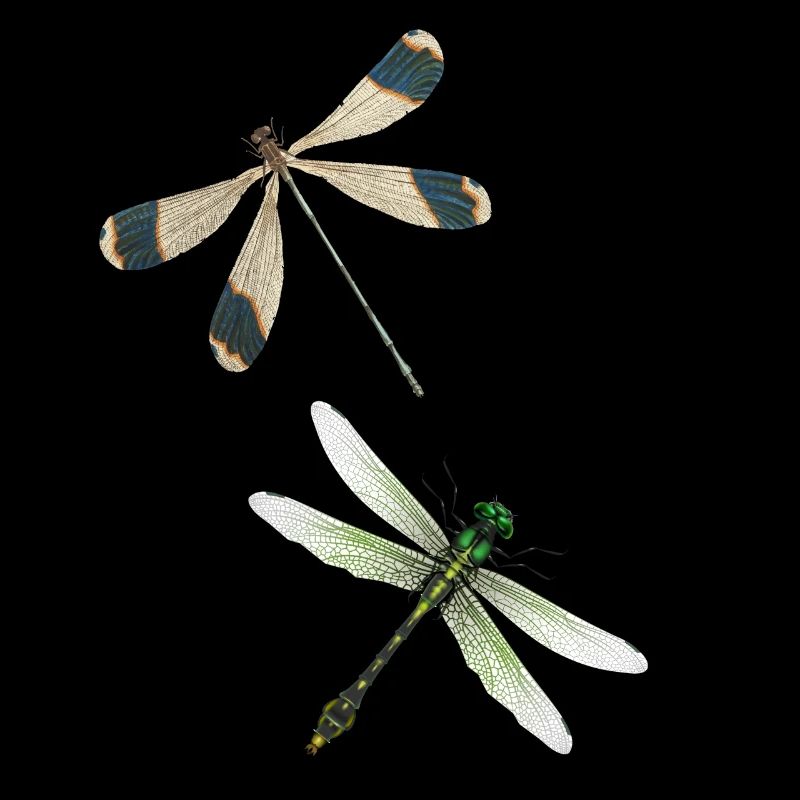 Libelle Insecte Yoga Meditation D’Été Pattern