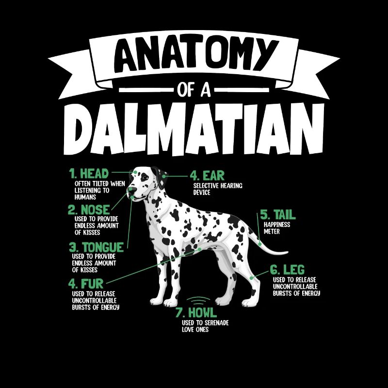 Anatomie d’un Dalmatien