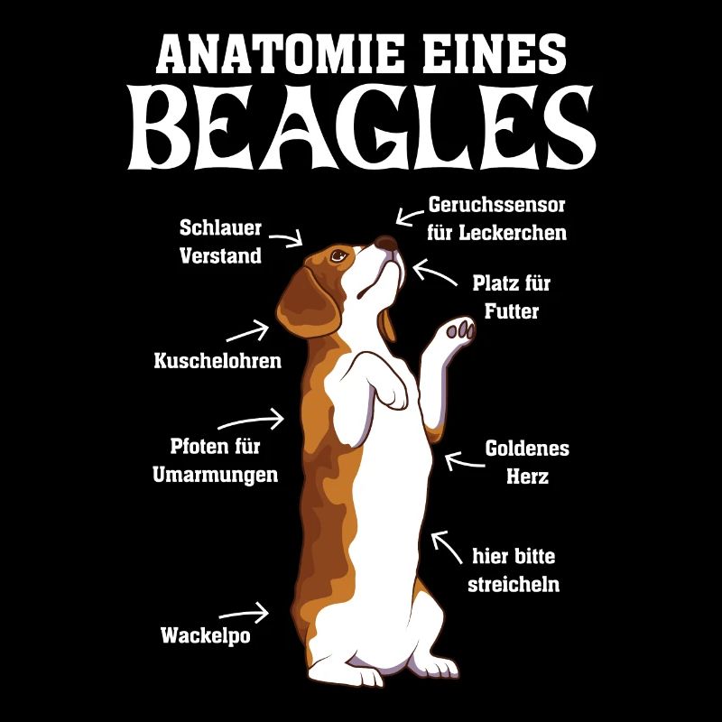 Anatomie eines Beagles Hundehalter Beagle