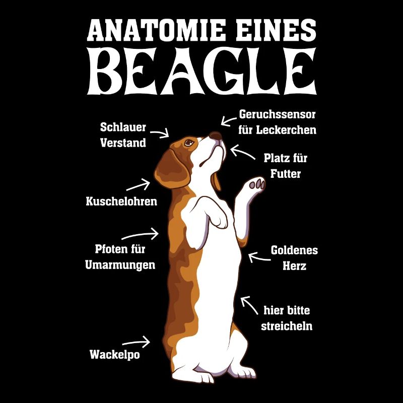 Anatomie eines Beagles Hundehalter Hunderasse
