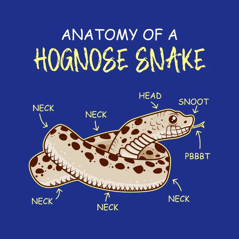 Anatomy Snake Hook-nosed Snake Snake