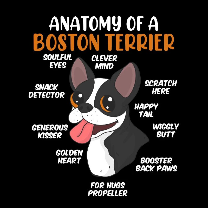 Anatomie eines Boston Terrier Hunde