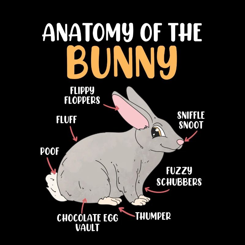Anatomie d’un lapin Rongeur lapin