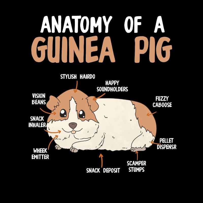 Anatomie eines Meerschweinchens Nagetier