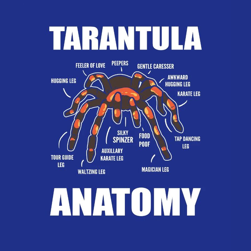 Science Araignées Araignées Anatomie d’araignées