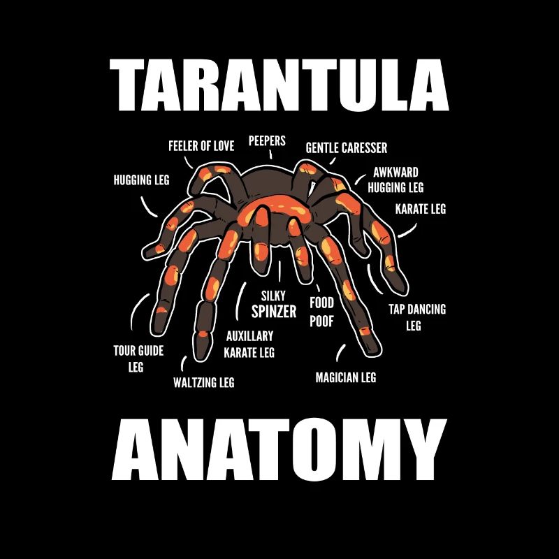 Science Araignées Araignées Anatomie d’araignées