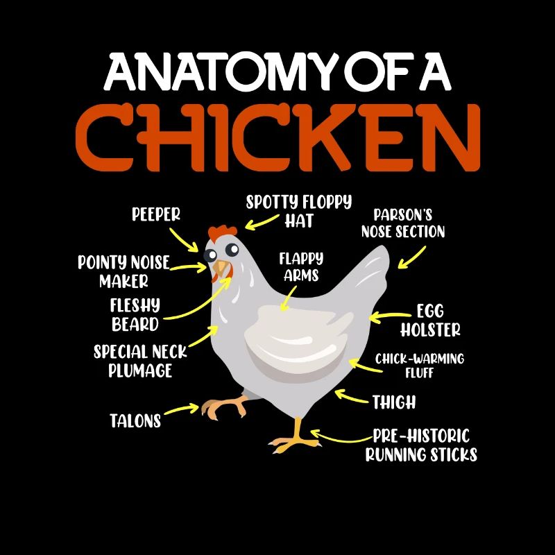 Hühnchen Anatomy Hahn Huhn Henne Eier
