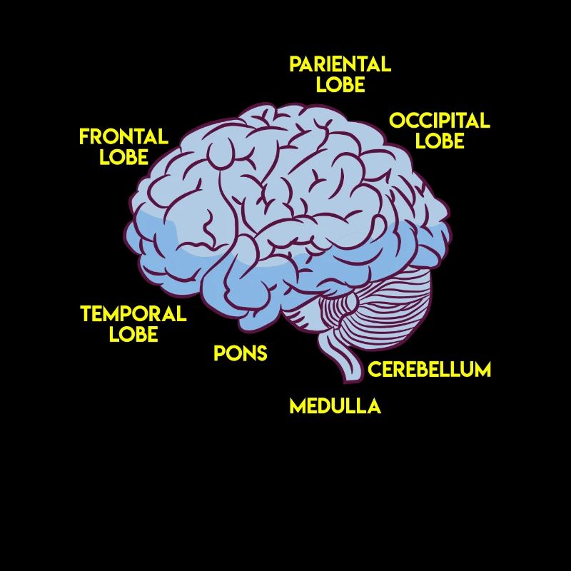 Anatomie eines Gehirns